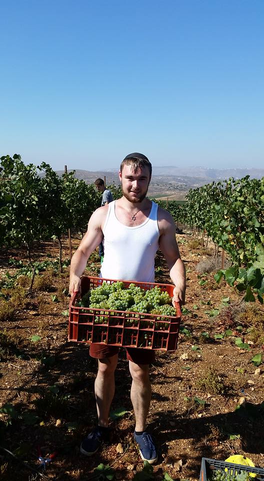 The first grape harvest of the year!