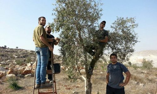 guests olive picking!
