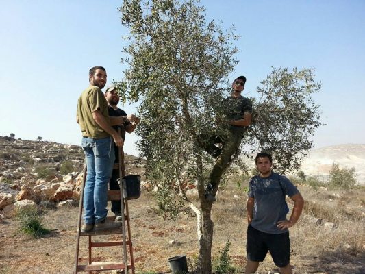 guests olive picking!