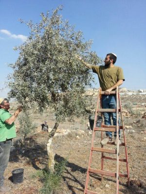 Guests olive picking!