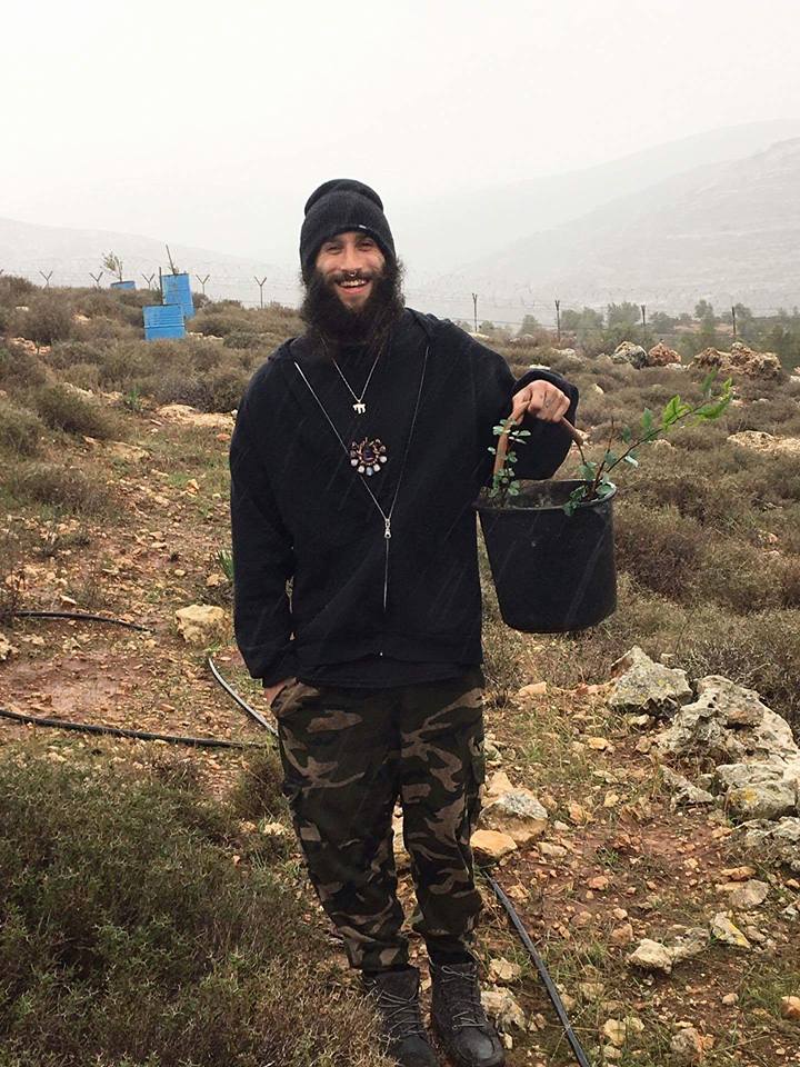 The 3 new carob trees 