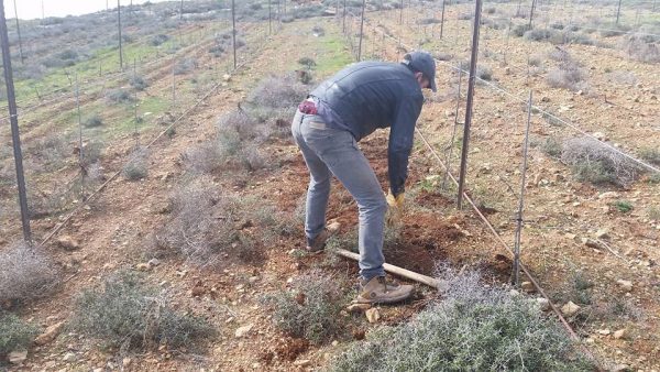 All the weeds must go!