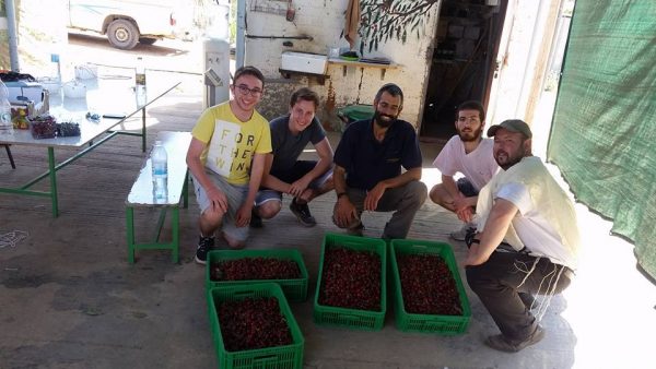 Cherries we picked today