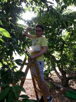 First time picking cherries