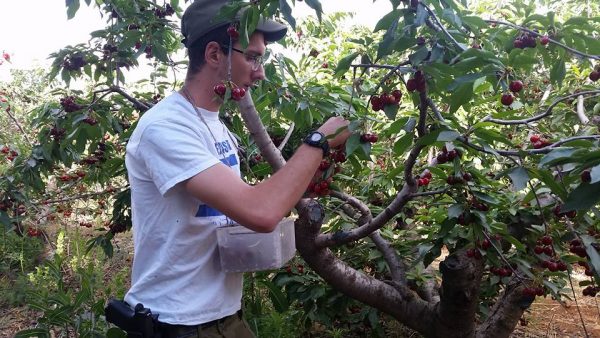 First time picking cherries