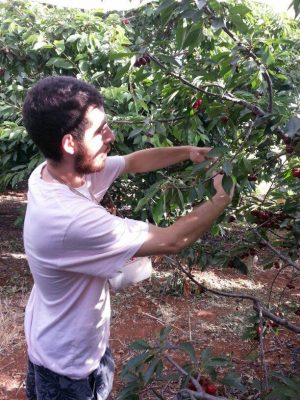 First time picking cherries
