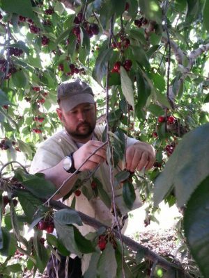 First time picking cherries