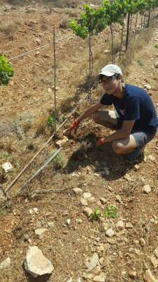 Planting grape vines in the Shomron for Tu B'av!