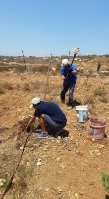 Planting grape vines in the Shomron for Tu B'av!