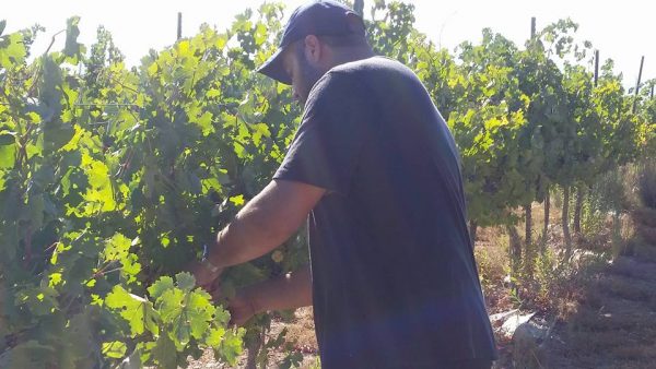 Grape harvest in Pnei Kedem