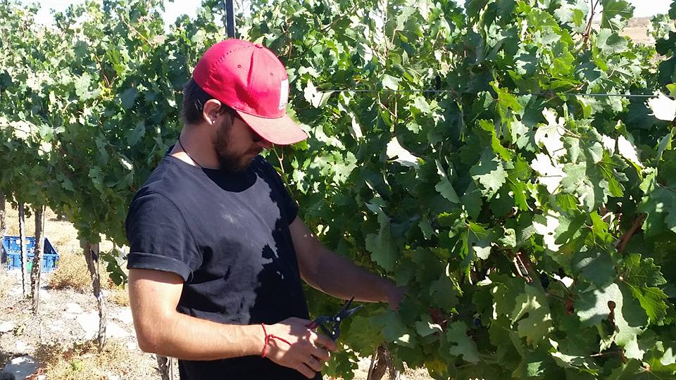Grape Harvest in Pnei Kedem!