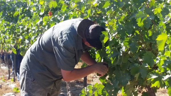 Grape harvest in Pnei Kedem