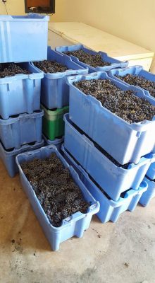 another grape harvest in the Shomron today!