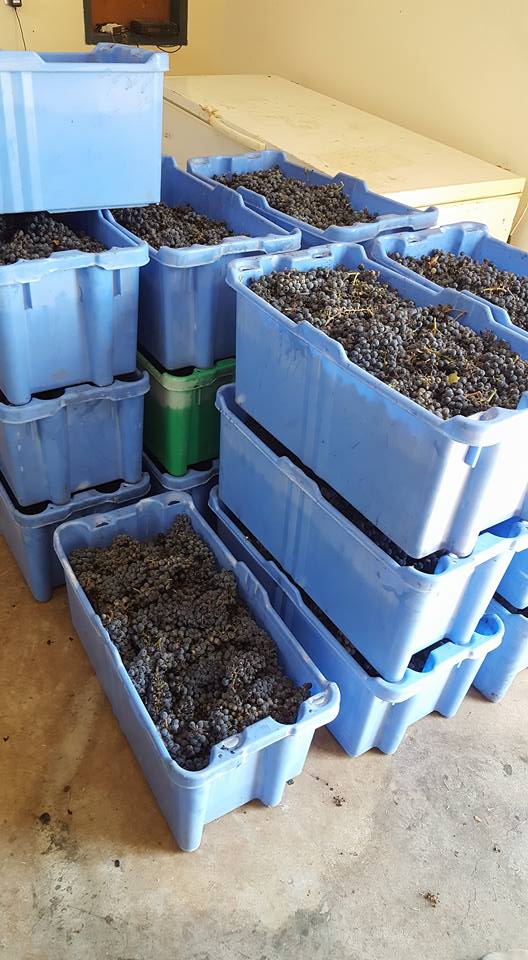 Another grape harvest in the Shomron today!