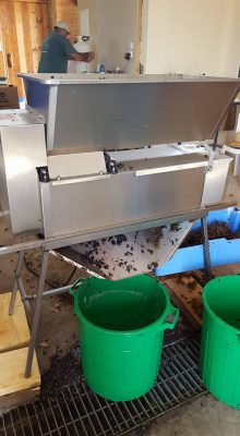 another grape harvest in the Shomron today!