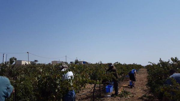 another grape harvest in the Shomron today!