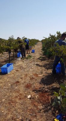 another grape harvest in the Shomron today!