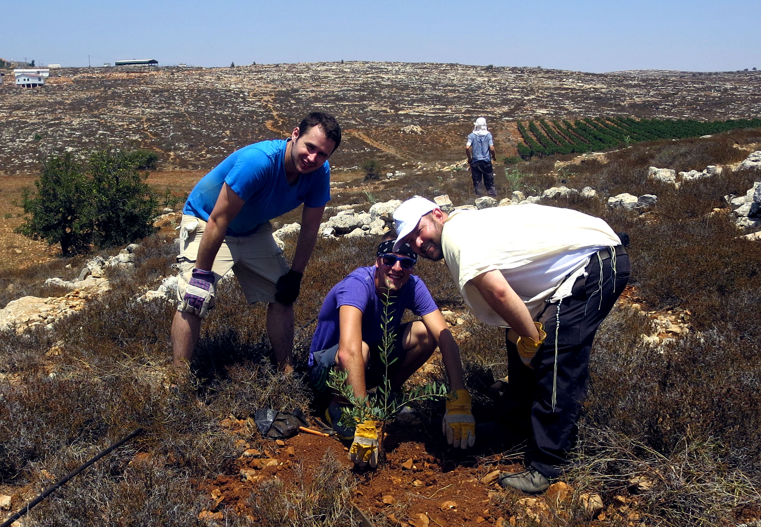 Planting a Olive Grove in Aish Kodesh