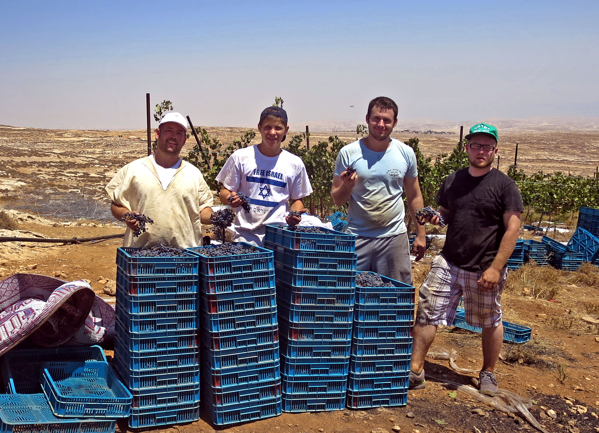 First Grape Harvest of the Season